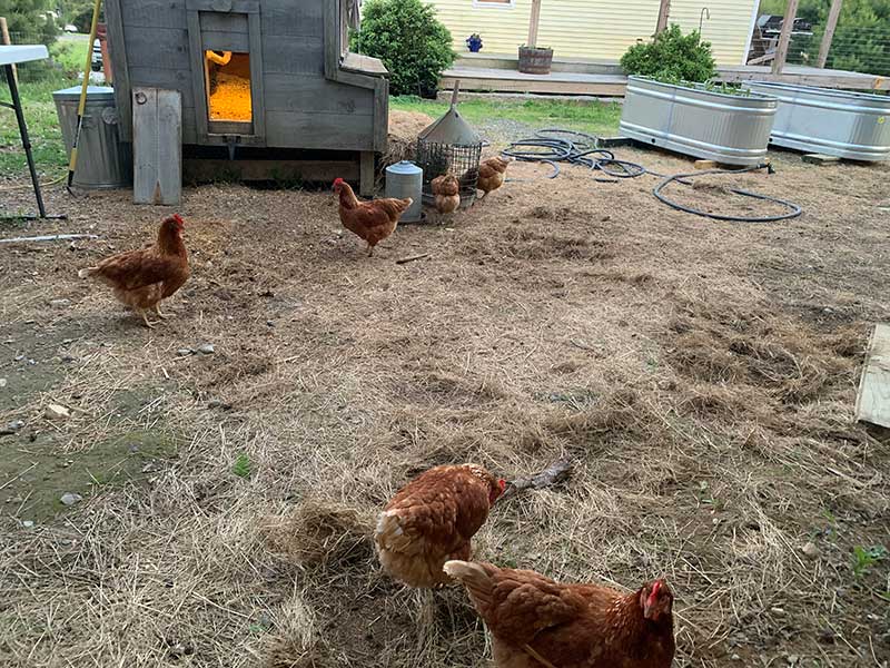 Boothbay Craft Brewery, Taphouse & RV Resort - Free Range Chickens - Farm Fresh eggs